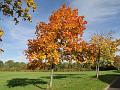 2010-1030-1010_Cannon_Hill_Common_13C